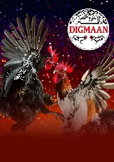 DIGMAAN體育